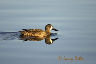 Blue-winged Teal swimming