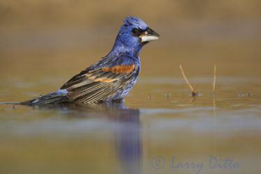 Blue Grosbeak male bathing
