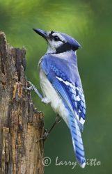 Blue Jay on a tree stump, eastern U.S., spring, adult