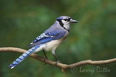 Blue Jay, spring, adult