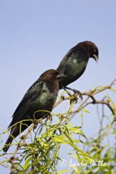 Brown-headed Cowbird (Molothrus ater) males, s. Texas