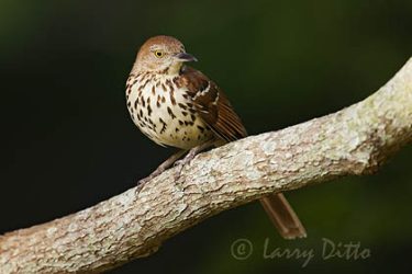Brown Thrasher, spring, North Carolina