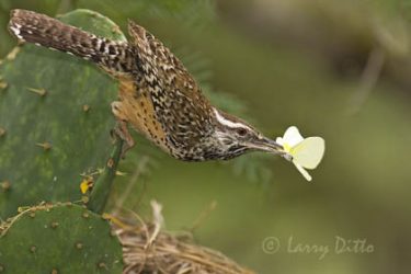 Cactus Wren with sulphur butterfly, s. Texas, Spring
