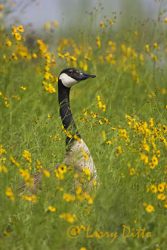 Canada Goose (Branta canadensis),wildflowers on lake shore, Oklahoma, June