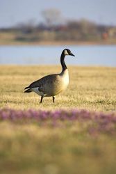 Resident Canada Geese (Branta canadensis) grazing on the shores of Lake Arrowhead (State Park) near Wichita Falls, Texas; spring