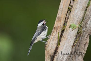 Carolina Chickadee calling from perch, North Carolina, spirng