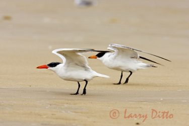 Caspian Terns (Sterna caspia) readying to fly, s. Texas beach, Gulf of Mexico, autumn