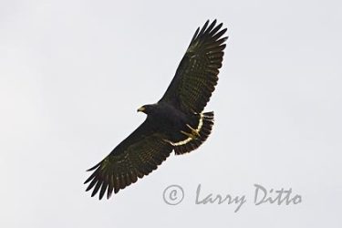 Common Black Hawk (Buteogallus anthracinus) in flight, Los Ebanos Ranch, Tamaulipas, Mexico