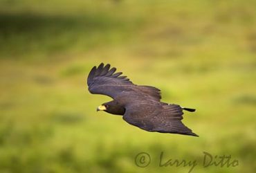 Common Black Hawk (Buteogallus anthracinus) in flight, May