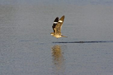 Common Nighthawk (Chordeiles minor), in flight, drinking, s. Texas, summer
