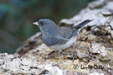 Dark-eyed Junco (Junco hyemalis) feeding in central Texas, autumn
