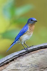 Eastern Bluebird, male adult, perched on wagon wheel, North Carolina
