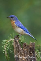 Eastern Bluebird, adult male, spring, North Carolina