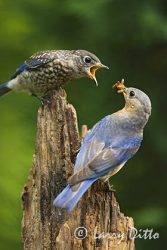 Eastern Bluebirds, adult female feeding young, North Carolina, spring