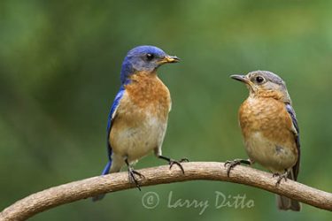 Eastern Bluebird pair, male feeding female, North Carolina, spring