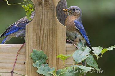 Eastern Bluebird, adult feeding young "behind" the fence, spring, North Carolina
