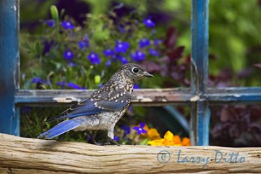 Eastern Bluebird, young just out of the nest, in North Carolina garden, spring