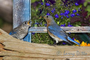 Eastern Bluebird, adult feeding young, North Carolina garden, spring