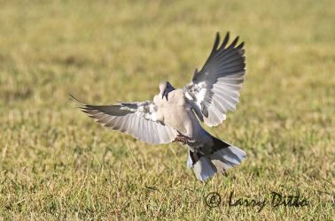 Eurasian Collared-Dove (Streptopelia decaocto) landing, s. Texas