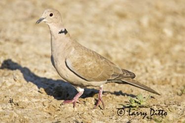 Eurasian Collared-Dove (Streptopelia decaocto) feeding on ground, s. Texas