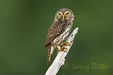 Ferruginous Pygmy Owl (Glaucidium brasilianum) adult, May