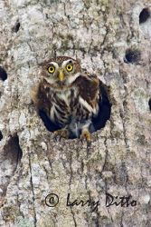 Ferruginous Pygmy Owl (Glaucidium brasilianum) emereging from cavity in palm tree, Los Ebanos Ranch, Tamaulipas, Mexico