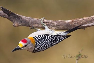 Golden-fronted Woodpecker