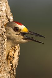 Golden-fronted Woodpecker (Melanerpes aurifrons) male at nest cavity, s. Texas, spring