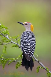 Golden-fronted Woodpecker