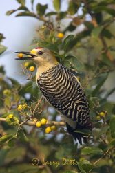 Golden-fronted Woodpecker (Melanerpes aurifrons) male, s. Texas, with Anacua berry