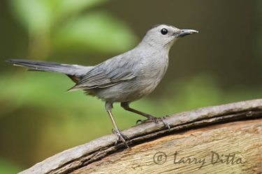 Gray Catbird, spring, North Carolina