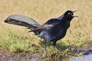 Great-tailed Grackle (Quiscalus mexicanus) male displaying during breeding season, spring, s. Texas