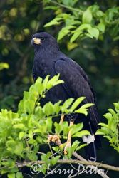 Great Black Hawk (Buteogallus urubitinga) perched in forest edge, Los Ebanos Ranch, Tamaulipas, Mexico