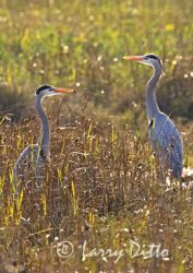 Great Blue Heron (s) (Ardea herodias) standing in marsh