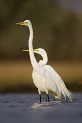 Great Egret (Ardea alba) spring plumage, Texas