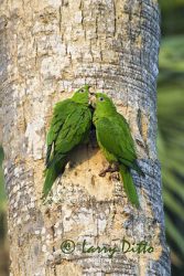 Green Parakeet (Aratinga holochlora) pair at nest cavity in palm tree, Brownsville, Texas, May