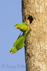 Green Parakeet (Aratinga holochlora) pair at nest cavity in palm tree, Brownsville, Texas