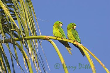Green Parakeet (Aratinga holochlora) pair in palm tree, s. Texas, May