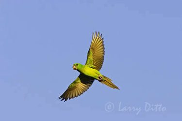 Green Parakeet (Aratinga holochlora) in flight, s. Texas, spring