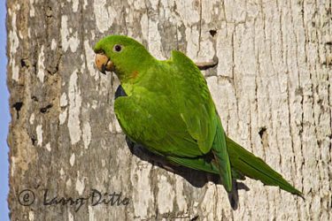 Green Parakeet (Aratinga holochlora) clinging to a palm tree, s. Texas