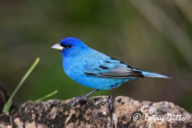 Indigo Bunting (Passerina cyanea) male during spring migration, April