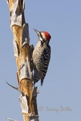 Ladder-backed Woodpecker, male