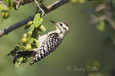 Ladder-backed Woodpecker, juvenile male