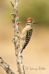 Ladder-backed Woodpecker, male
