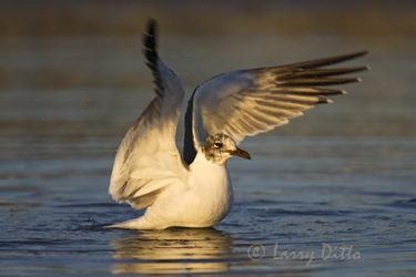 Laughing Gull, winter, bathing