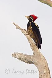 Lineated Woodpecker (Dryocopus lineatus) female near nest cavity, NE Mexico, Los Ebanos Ranch, Tamaulipas, May
