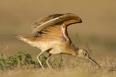Long-billed Curlew (Numenius americanus), grassland, spring migration, s. Texas