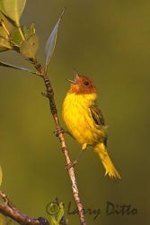 Mangrove Warbler (Dendroica erithacorides) male singing on territory, May, Rancho Los Ebanos, Tamaulipas, Mexico