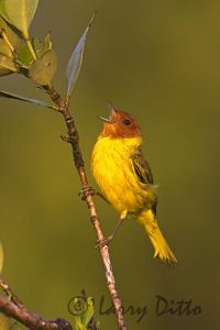 Mangrove Warbler (Dendroica erithacorides) male singing on territory, May, Rancho Los Ebanos, Tamaulipas, Mexico