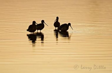 Marbled Godwit, Aransas Bay, Texas, winter sunset